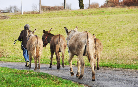 Donkey treks in the village of Varen, Tarn-et-Garonne