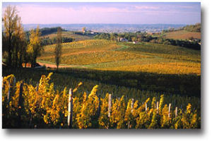 Dordogne wines – treasures to discover
