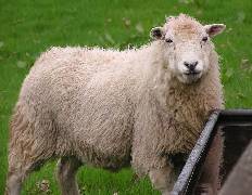 Having Sheep at Your French Farm - FrenchEntrée