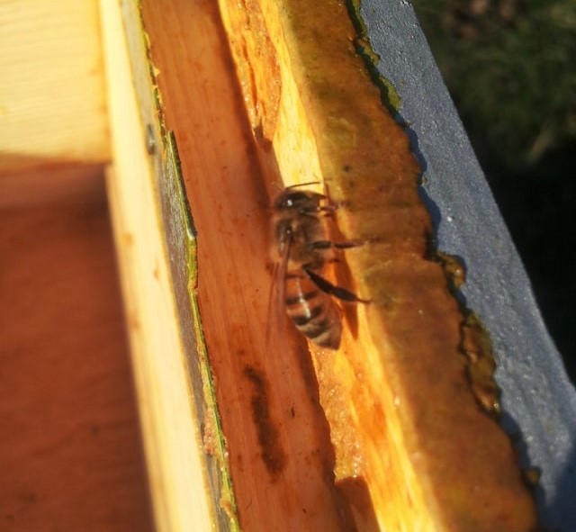 Beekeeping in the Charente – Get Ready For Spring!