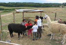 llamas with children