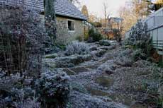 garden frost