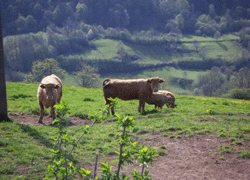 Limousin Cows