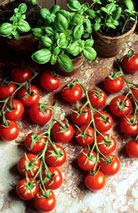 6-tomato-and-basil
