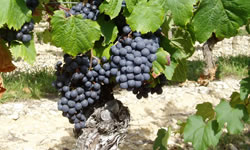 Cahors wine grapes