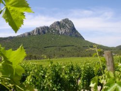 vineyards and hills around Montpellier