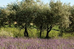 the local landscape is dotted with olive trees, lavendar and sunflower fields