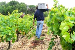 Autumn Wines Languedoc-Roussillon