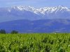 AOC Wines Roussillon/ Pyrenees-Orientales Languedoc-Roussillon